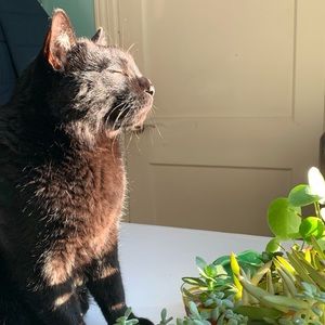 Meet your Posher, Iudjin!